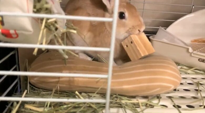 提供：げんまいとうるちさん