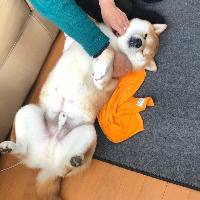 なでなでされて警戒心ゼロの福くん