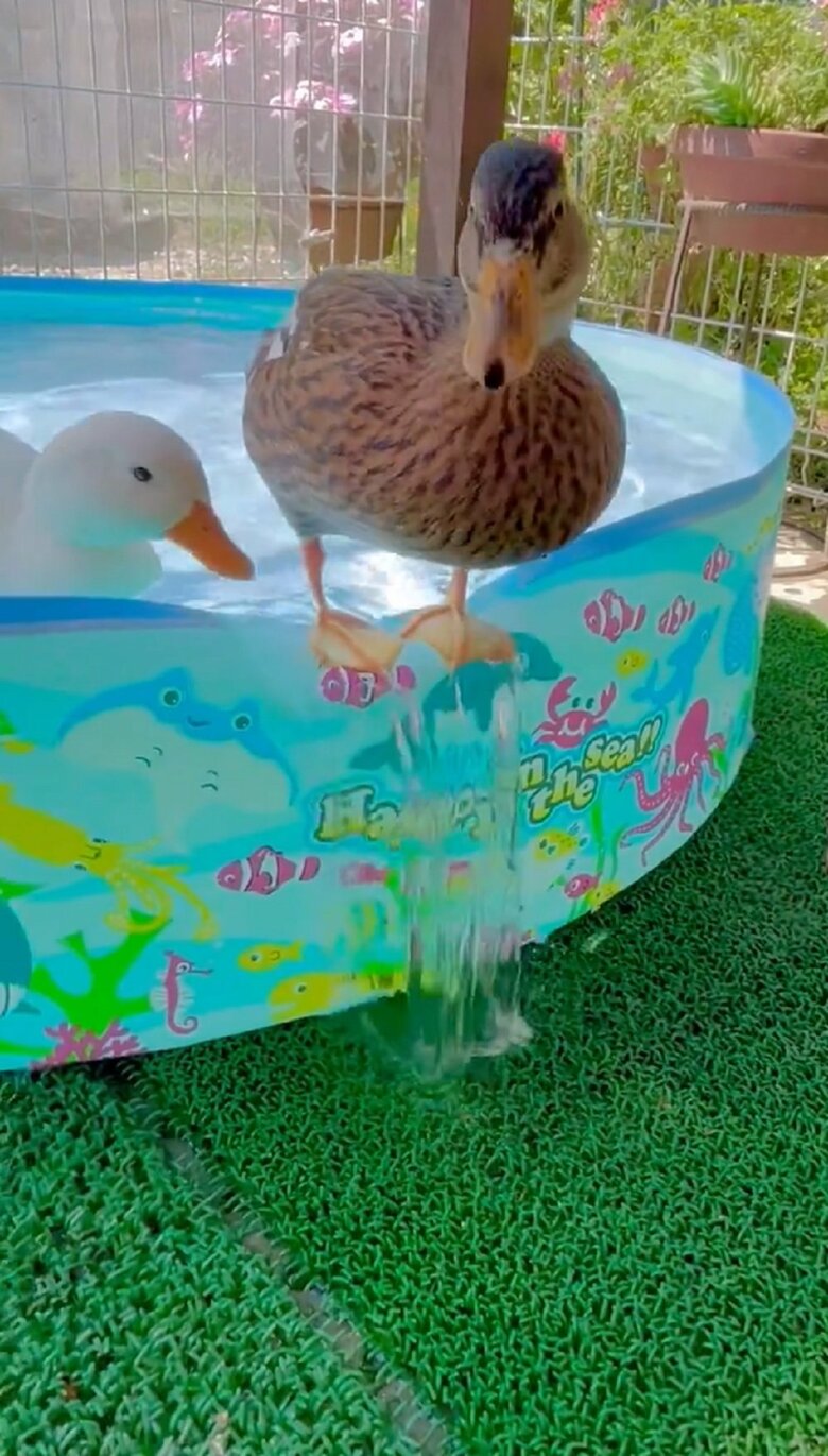 気になったのか、一緒に暮らすひまるくんがやってくる