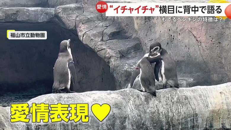 カップルになると一途なペンギン（映像提供：福山市立動物園）