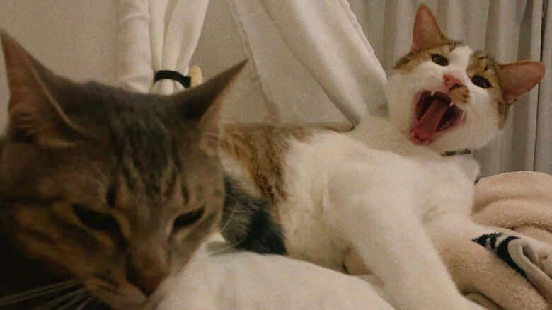 虎太郎くんもあくびをする