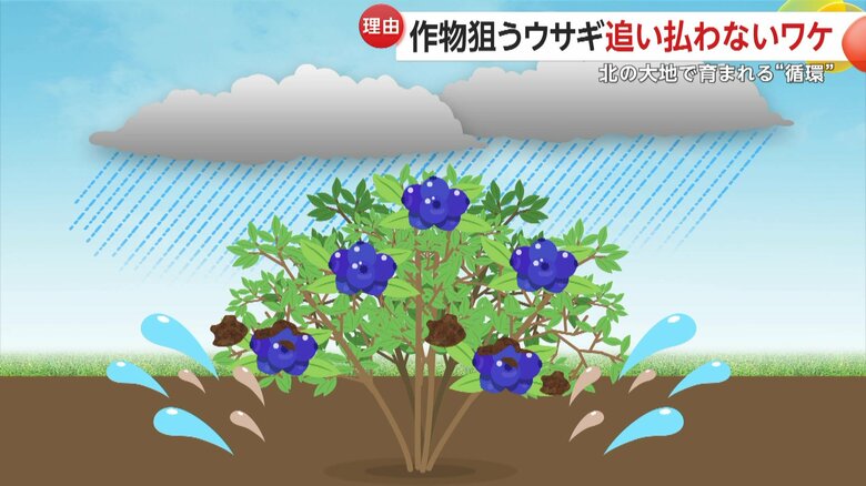 雨の跳ね返りなどで汚れるため、下の方のブルーベリーは出荷できないという（イメージCG）