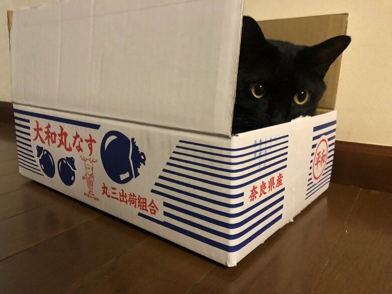 箱の隙間からチラ見