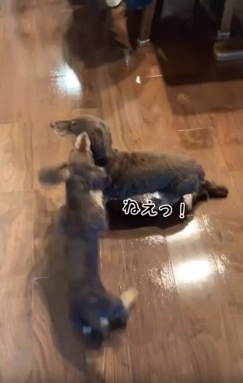 遊びのお誘い中のルクちゃん