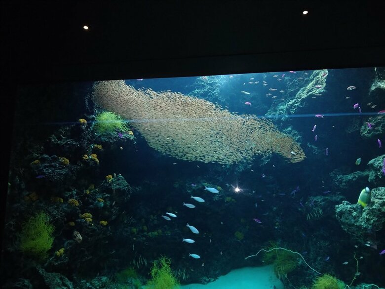 いろいろな形になる魚群（提供：アクアマリンふくしま）