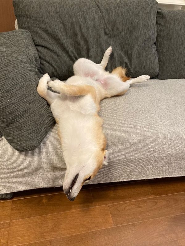 提供：柴犬むさしとこじろうさん