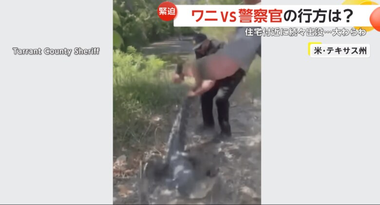 突如として激しく暴れ始めるワニ