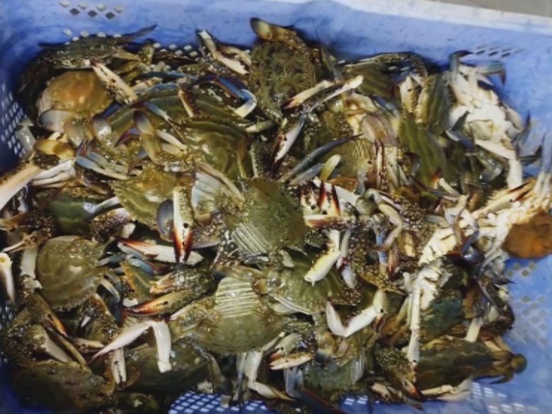 「家族や仲間に食べさせようと思った」ワタリガニ96匹計17キロを密漁か…外国人の男2人を書類送検