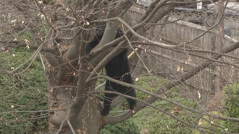 木に登るクマ