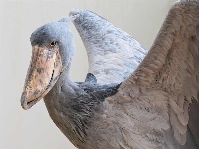 翼を広げるハシビロコウ