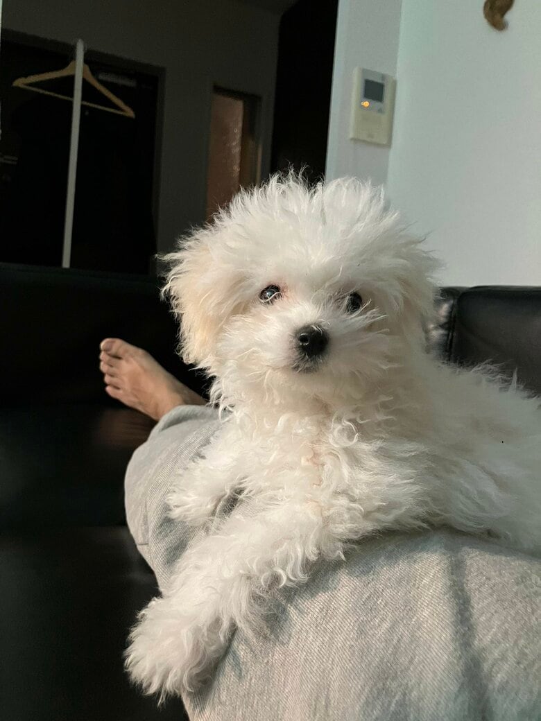 提供：白く、柔らかな犬さん