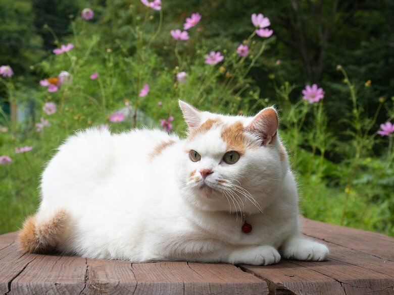 メイくん（提供：MARCOさん）