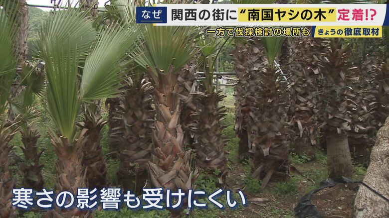 ワシントンヤシ