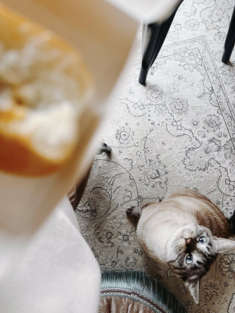 人間の食べ物にも興味津々