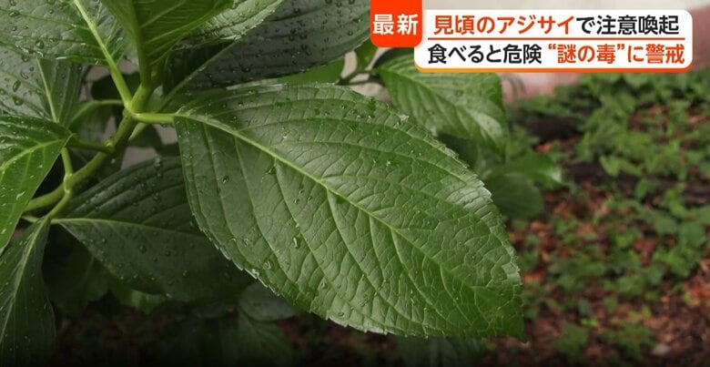 危険性が問題となっているアジサイの誤食