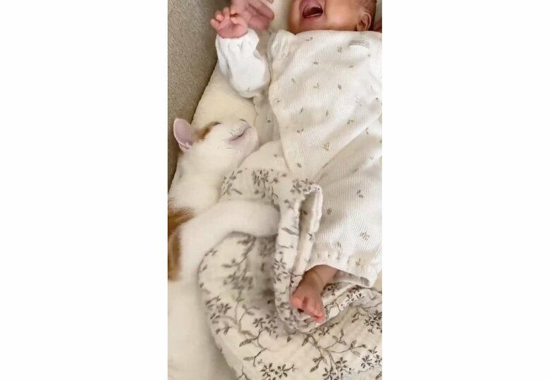 提供：こなつさん