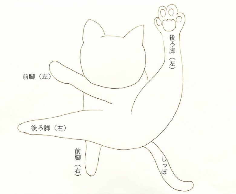 飼い主さんが推測したうにくんの体勢を編集部でイラスト化