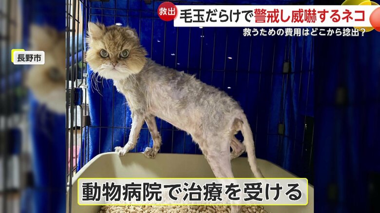 雷くんは毛を刈り、動物病院での治療を受けた