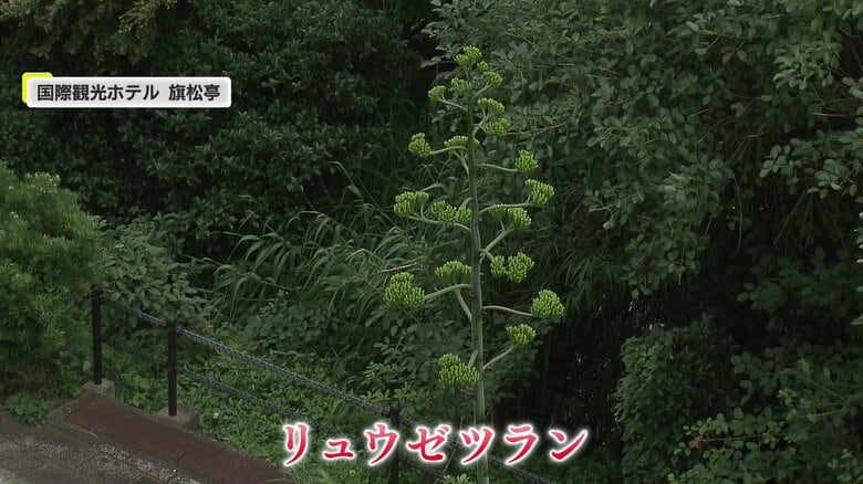 国際観光ホテル　旗松亭にあるリュウゼツラン（2024年7月5日撮影）