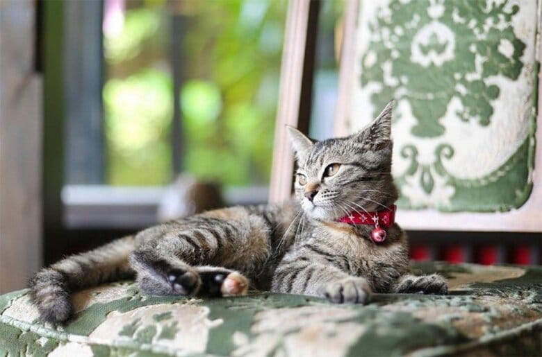 デビューしたてのゆずちゃん