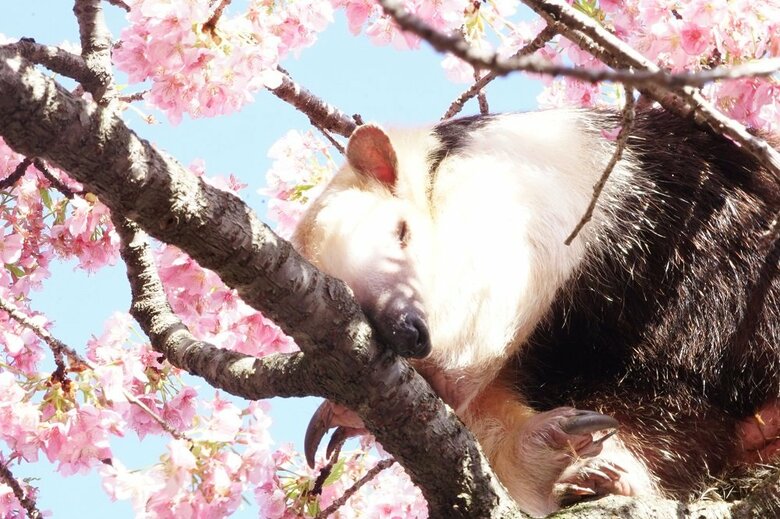 前足にアゴをおいてくつろぎ中（提供：伊豆アニマルキングダム）