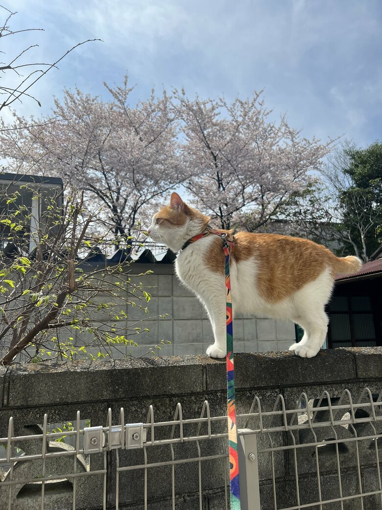 お散歩中