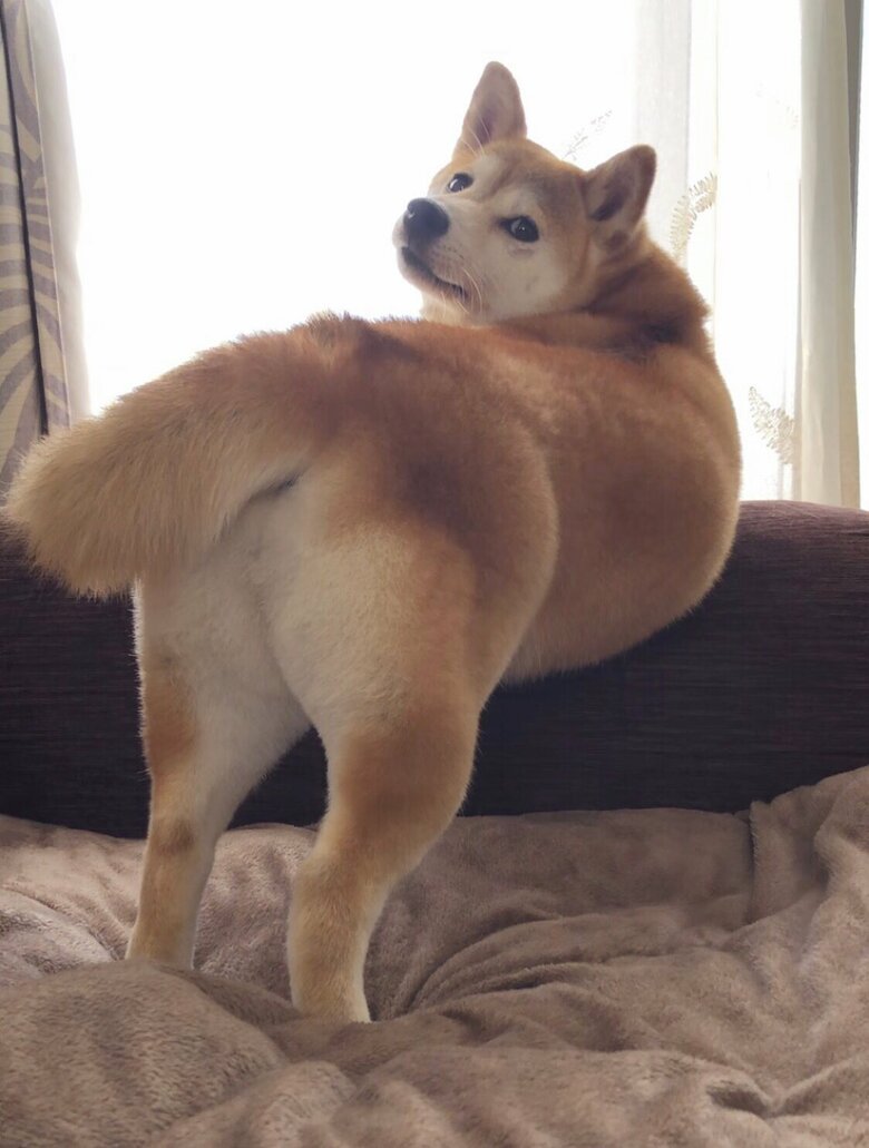 おやつを多めにするよう誘惑してくるセクシーすぎるももちゃん（提供：柴犬ももさん）