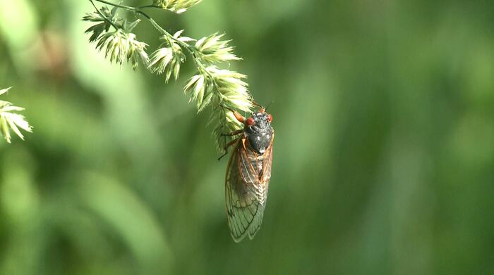 取材時はあらゆる草木にセミが止まっていた（州北部の保護区）