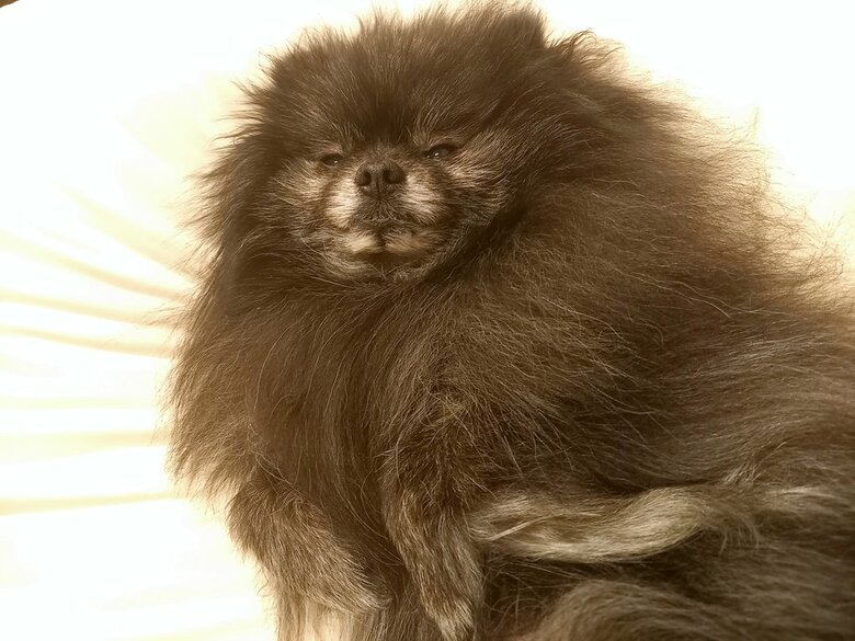 ボスキャラのような毛並み