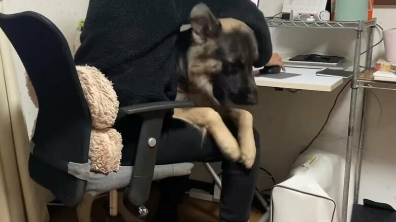 仕事中の飼い主さんの膝に乗るTOBIくん（提供：Tobi and Bobi シェパード兄弟犬さん）