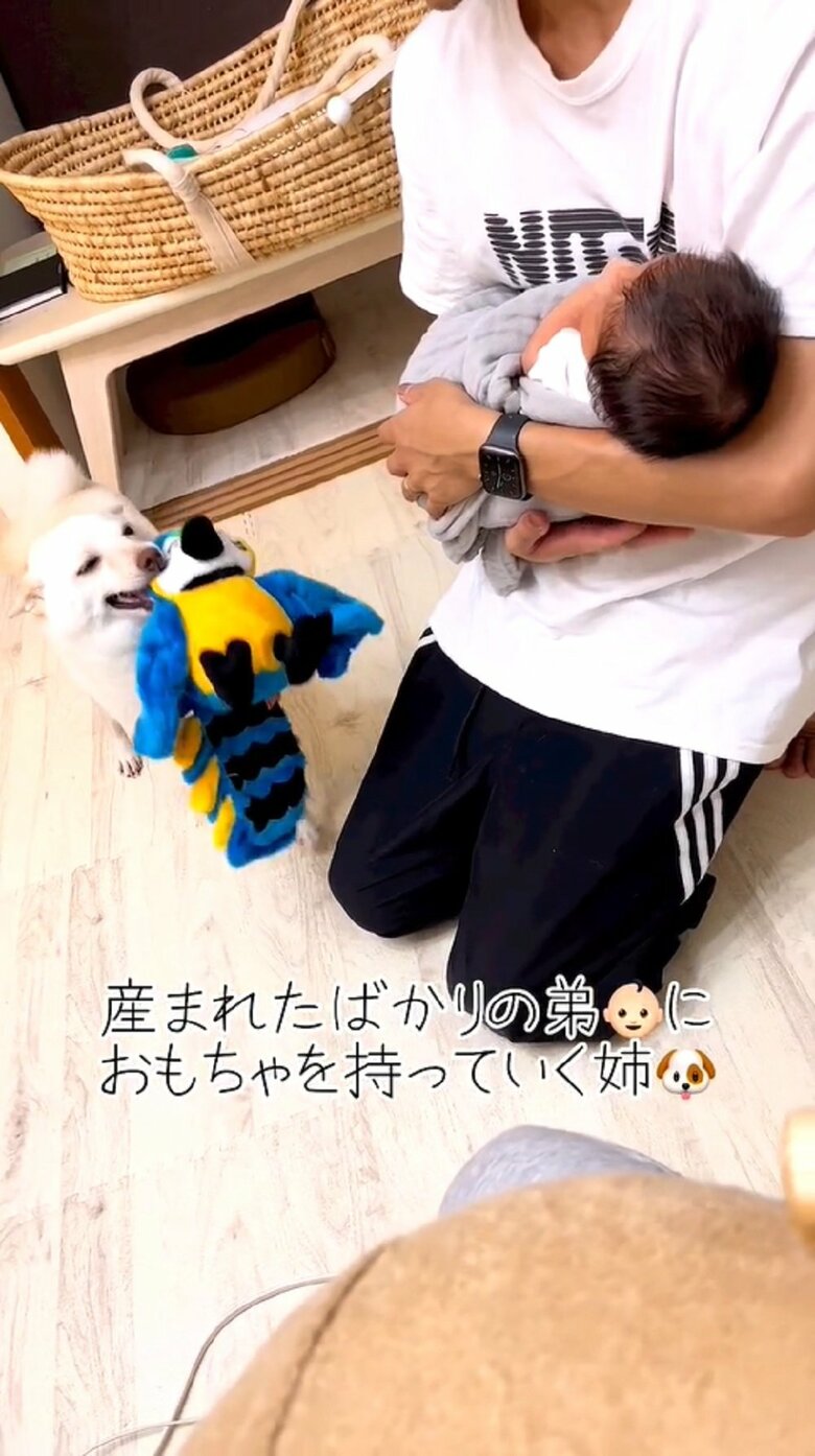 産まれたばかりの“弟”におもちゃを持っていく“姉”