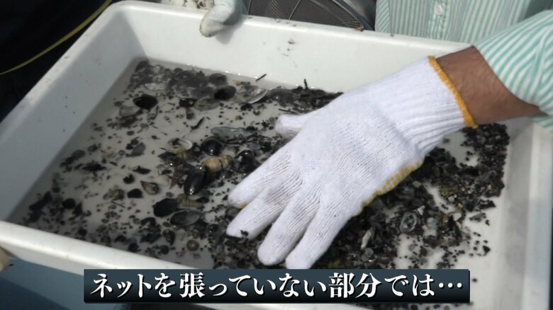 アサリはほとんどいない…
