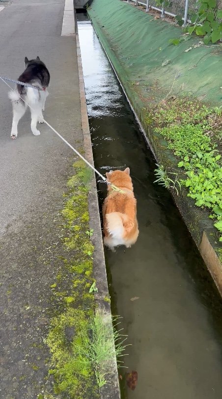 提供：柴リアンハスキーもちごめ兄弟さん