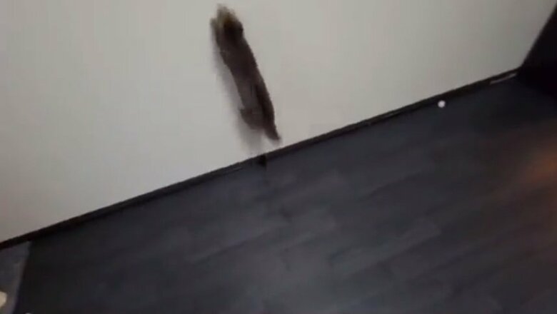 壁にしっかり爪を立てて…