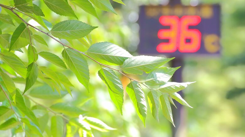 暑さが落ち着けば生産再開の見込みも（画像はイメージ）