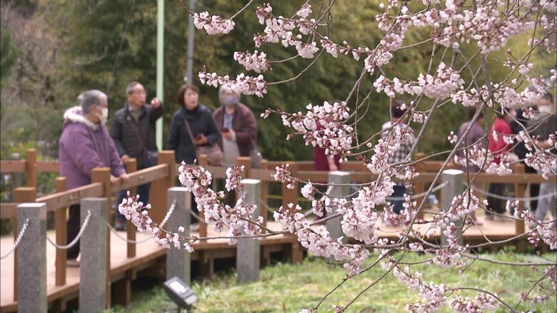 降り注ぐように咲く桜