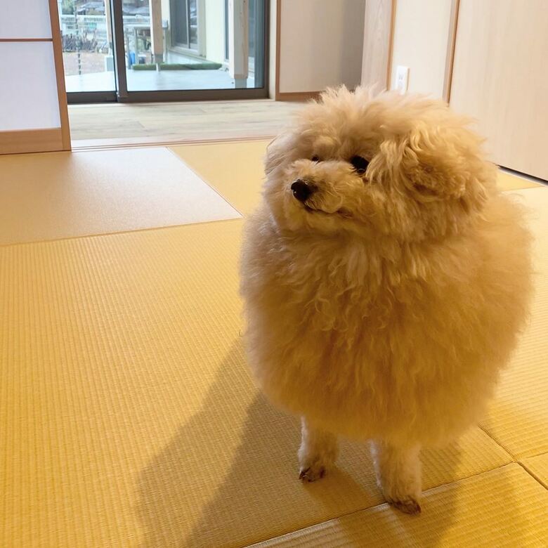 提供：＠tsuru_323さん