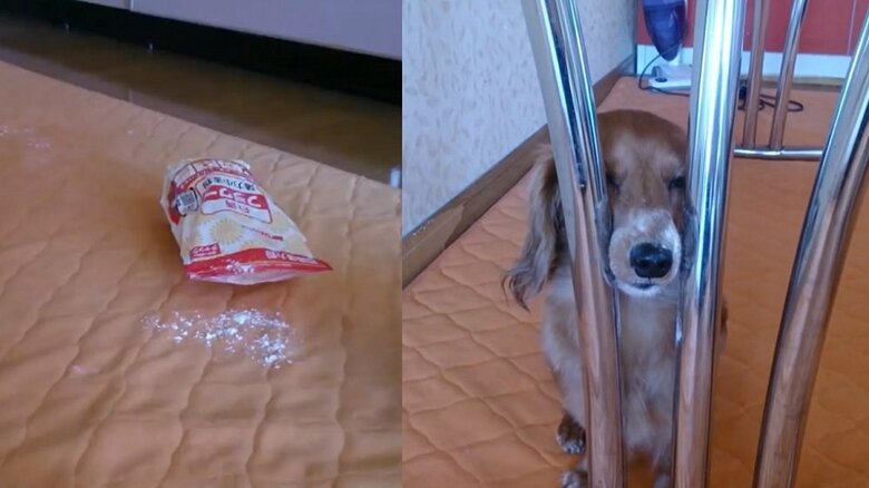 小麦粉でいたずら　隠れているつもりだろうけど…