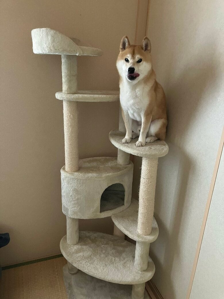 キャットタワーの上でお座り