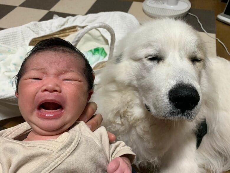 泣く娘さんに、「私も泣きたい」といったシュシュちゃん