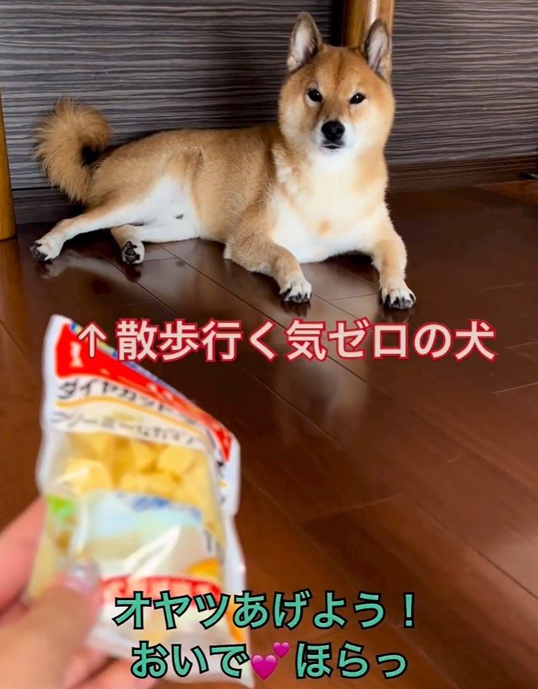 散歩と分かるとおやつにも釣られない