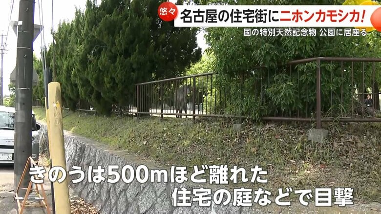 公園から約500m離れた住宅の庭などでも目撃されたニホンカモシカ