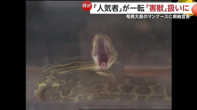天敵ハブは今も約4800頭が捕獲されている