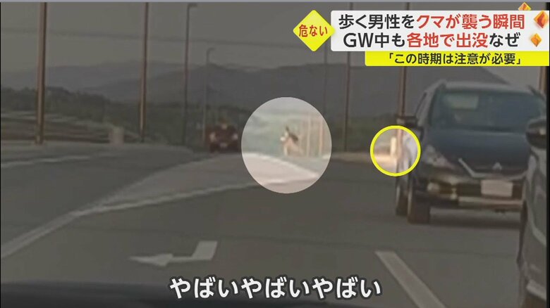 間一髪のところで、男性は、突進してきたクマを交わして、逃げ出すことに成功した。