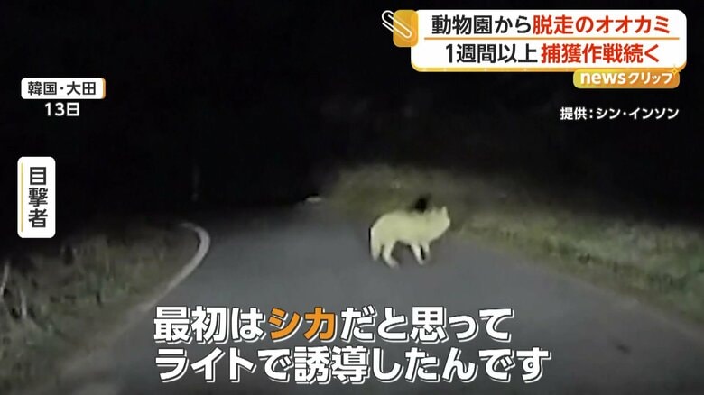 ライトでオオカミを誘導していたという目撃者（提供：シン・インソン）