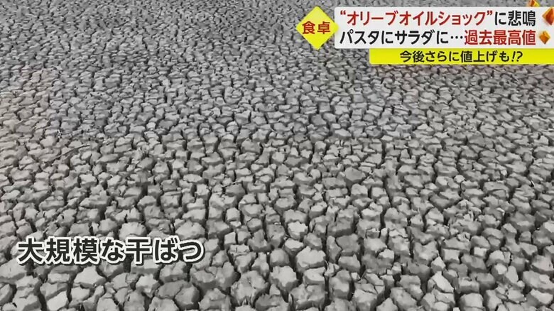 その影響で原料となるオリーブの収穫量が半減