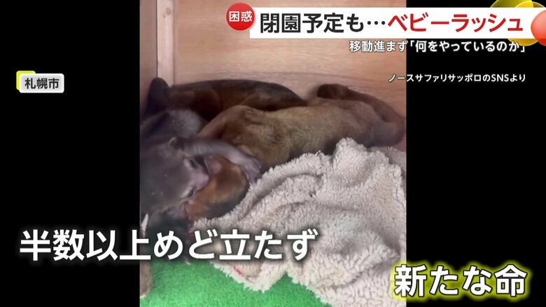 半数以上の移動のめどが立っていない中、次々と誕生している新たな命