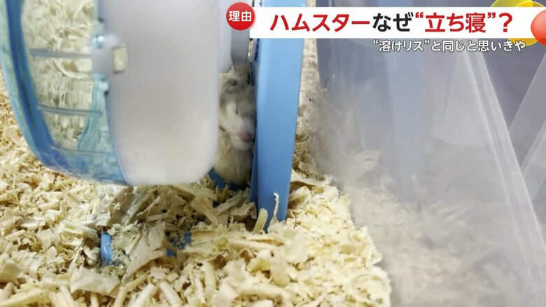 ハムスターが挟まっていた回し車の隙間