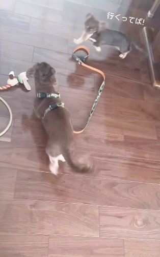 リアくんを“散歩に連れていきたい”ルクちゃん