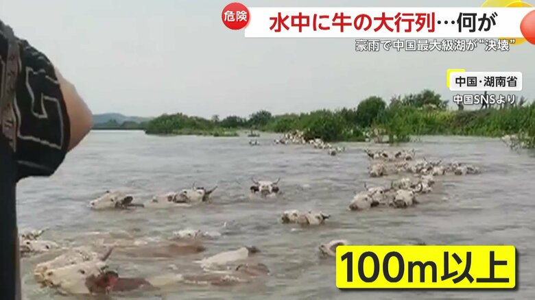 水の中を移動する牛の大行列